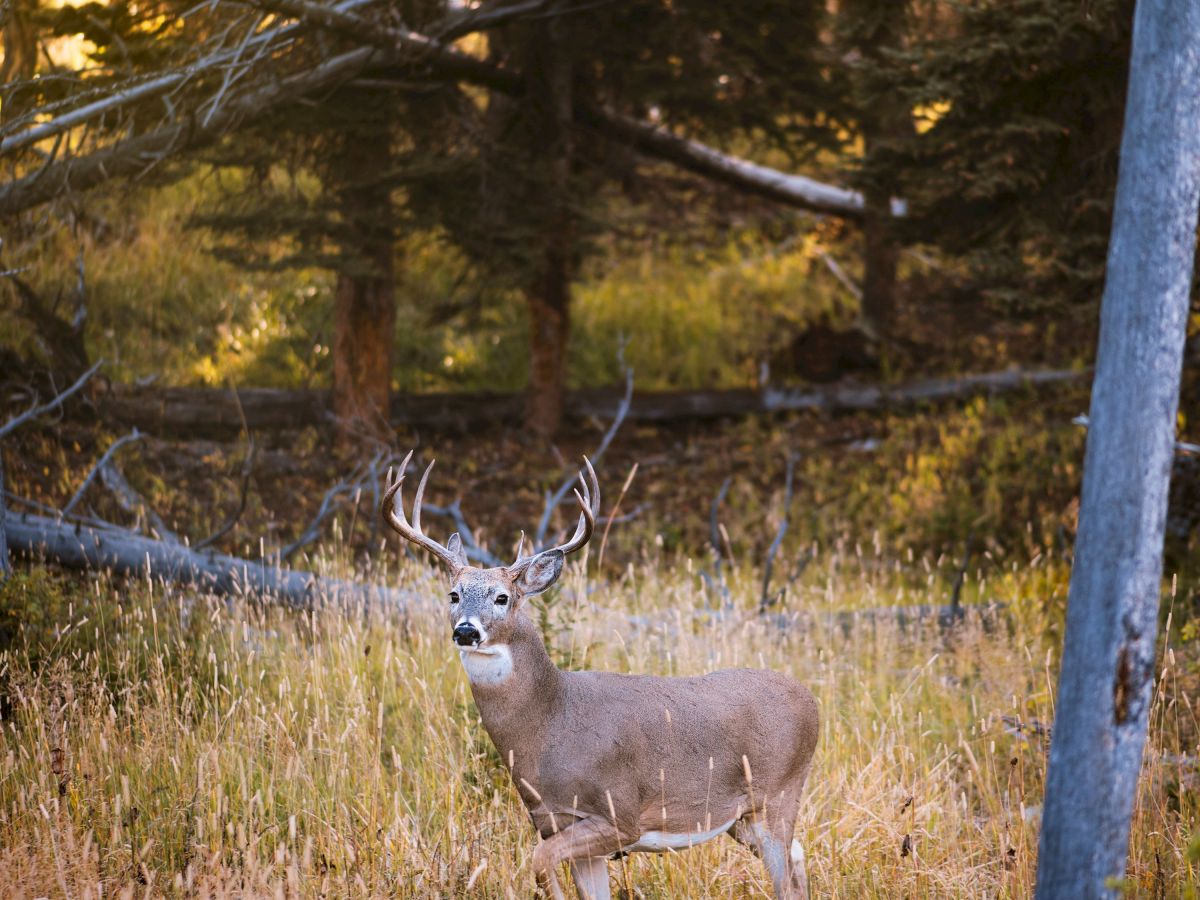 Rough Creek Resort & Lodge